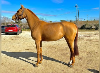 Vollblutaraber, Stute, 8 Jahre, 149 cm, Fuchs