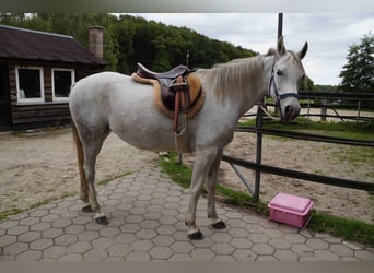 Vollblutaraber, Stute, 8 Jahre, 149 cm, Schimmel