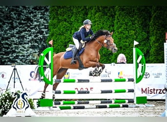 Vollblutaraber, Stute, 8 Jahre, 150 cm, Brauner