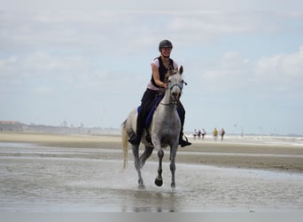 Vollblutaraber, Stute, 8 Jahre, 150 cm, Fliegenschimmel