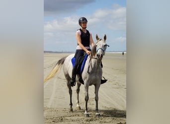Vollblutaraber, Stute, 8 Jahre, 150 cm, Fliegenschimmel