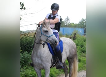 Vollblutaraber, Stute, 8 Jahre, 150 cm, Fliegenschimmel