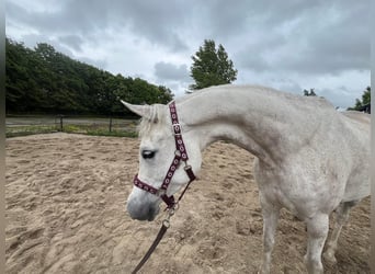 Vollblutaraber, Stute, 8 Jahre, 150 cm, Schimmel