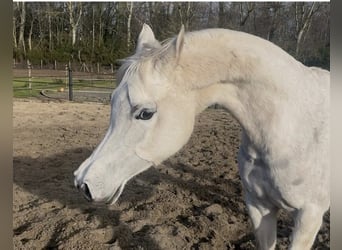 Vollblutaraber, Stute, 8 Jahre, 150 cm, Schimmel