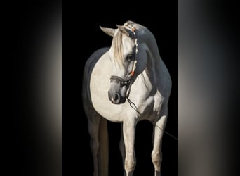 Vollblutaraber, Stute, 8 Jahre, 152 cm, Fliegenschimmel