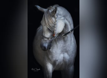 Vollblutaraber, Stute, 8 Jahre, 152 cm, Fliegenschimmel