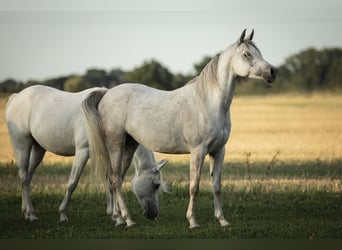 Vollblutaraber, Stute, 8 Jahre, 152 cm, Fliegenschimmel