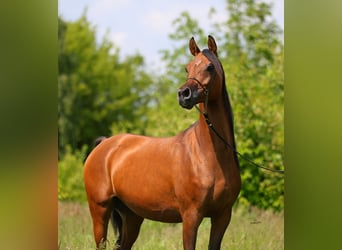 Vollblutaraber, Stute, 8 Jahre, 154 cm, Brauner