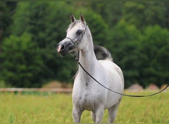 Vollblutaraber, Stute, 8 Jahre, 154 cm, Schimmel