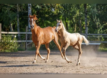 Vollblutaraber, Stute, 8 Jahre, 155 cm, Fuchs