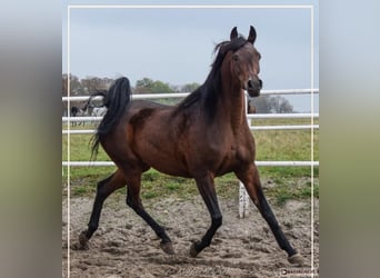 Vollblutaraber, Stute, 8 Jahre, 156 cm, Brauner