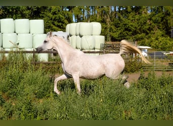 Vollblutaraber, Stute, 8 Jahre, 156 cm, Fliegenschimmel