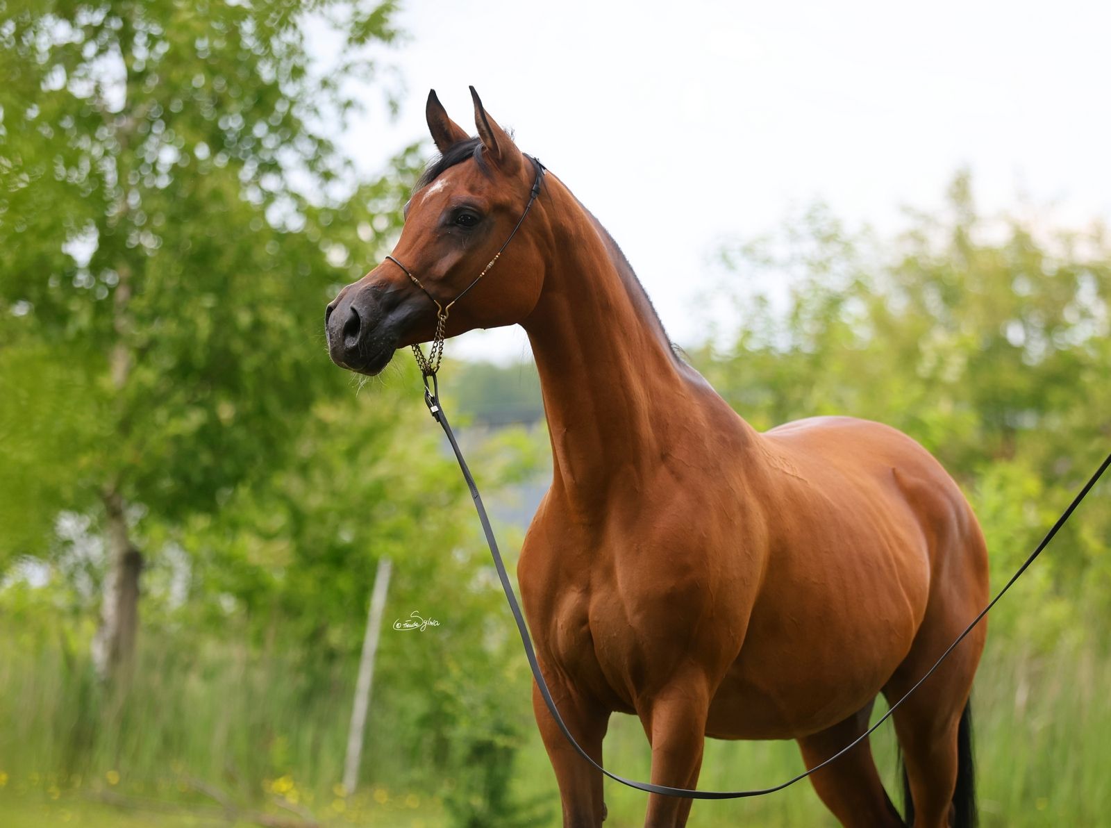 Vollblutaraber, Stute, 8 Jahre, 157 cm