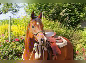 Vollblutaraber, Stute, 8 Jahre, Brauner