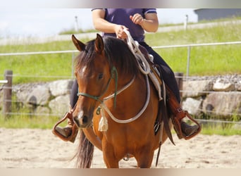 Vollblutaraber, Stute, 8 Jahre, Brauner