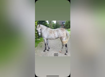 Vollblutaraber, Stute, 9 Jahre, 145 cm, Fliegenschimmel