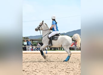 Vollblutaraber, Stute, 9 Jahre, 147 cm, Schimmel