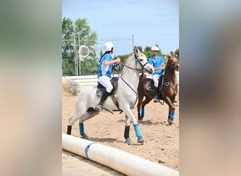 Vollblutaraber, Stute, 9 Jahre, 147 cm, Schimmel