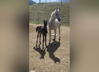 Vollblutaraber, Stute, 9 Jahre, 148 cm, Schimmel