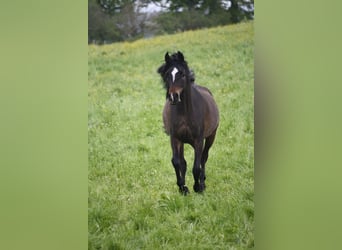 Vollblutaraber, Stute, 9 Jahre, 148 cm, Schwarzbrauner