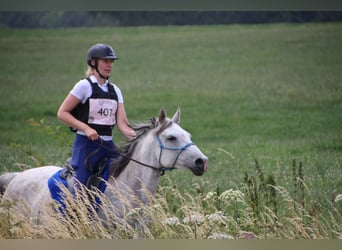 Vollblutaraber, Stute, 9 Jahre, 150 cm, Fliegenschimmel