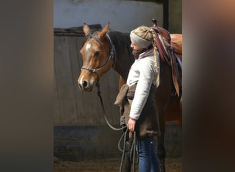 Vollblutaraber, Stute, 9 Jahre, 152 cm, Brauner