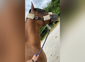 Vollblutaraber, Stute, 9 Jahre, 152 cm, Dunkelbrauner