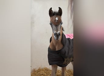 Vollblutaraber, Stute, 9 Jahre, 152 cm, Dunkelbrauner