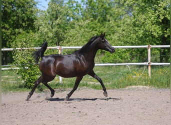 Vollblutaraber, Stute, 9 Jahre, 152 cm, Rappe