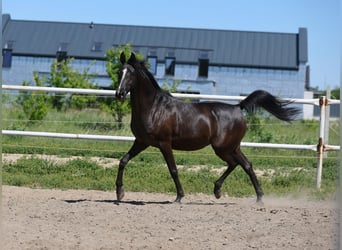 Vollblutaraber, Stute, 9 Jahre, 152 cm, Rappe