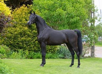 Vollblutaraber, Stute, 9 Jahre, 152 cm, Rappe
