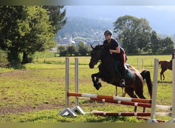 Vollblutaraber, Stute, 9 Jahre, 153 cm, Brauner