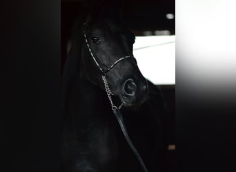 Vollblutaraber, Stute, 9 Jahre, 154 cm, Rappe