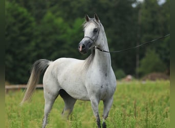 Vollblutaraber, Stute, 9 Jahre, 154 cm, Schimmel