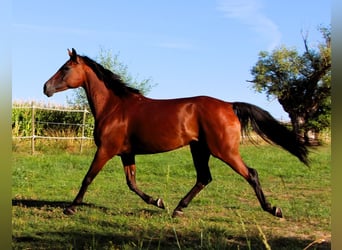 Vollblutaraber, Stute, 9 Jahre, 155 cm, Dunkelbrauner