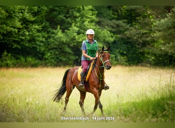 Vollblutaraber, Stute, 9 Jahre, 155 cm, Dunkelbrauner