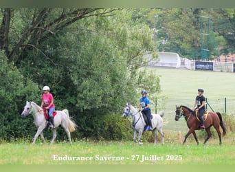 Vollblutaraber, Stute, 9 Jahre, 155 cm, Dunkelbrauner