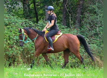 Vollblutaraber, Stute, 9 Jahre, 155 cm, Dunkelbrauner