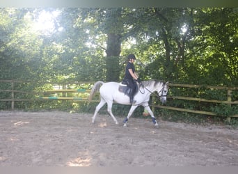 Vollblutaraber, Stute, 9 Jahre, 155 cm, Fliegenschimmel