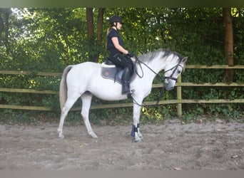 Vollblutaraber, Stute, 9 Jahre, 155 cm, Fliegenschimmel