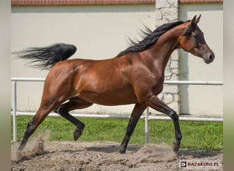Vollblutaraber, Stute, 9 Jahre, 156 cm, Brauner