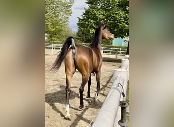 Vollblutaraber, Stute, 9 Jahre, Brauner