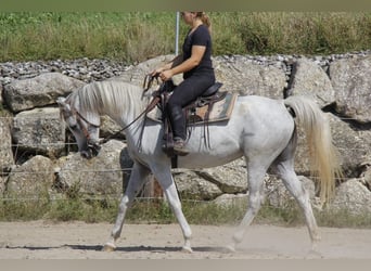 Vollblutaraber, Stute, 9 Jahre, Schimmel