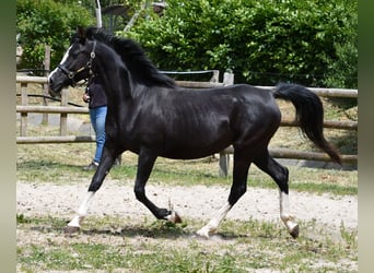Vollblutaraber, Stute, , 153 cm, Rappe