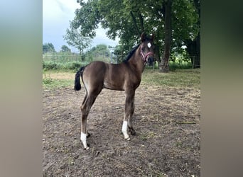 Vollblutaraber, Stute, Fohlen (05/2023), 155 cm, Rappe