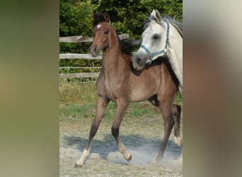 Vollblutaraber, Stute, , 155 cm, Schimmel