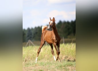 Vollblutaraber, Stute, Fohlen (04/2025), Fuchs