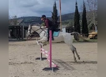 Vollblutaraber, Wallach, 10 Jahre, 140 cm, Schimmel