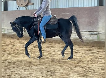 Vollblutaraber, Wallach, 10 Jahre, 150 cm, Rappe