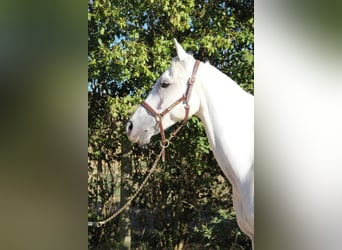 Vollblutaraber, Wallach, 10 Jahre, 152 cm, White